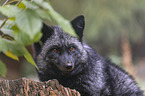 Silberfuchs Portrait