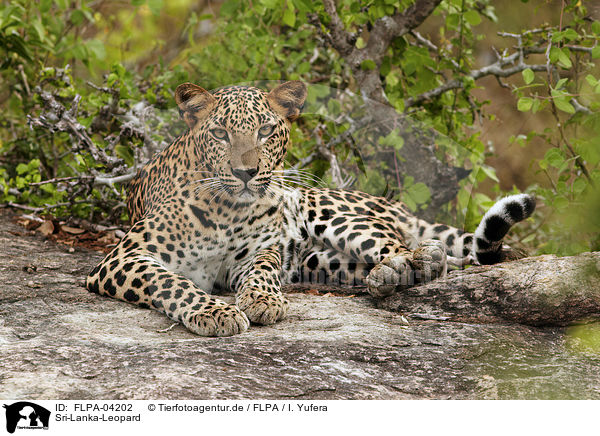 Sri-Lanka-Leopard / FLPA-04202