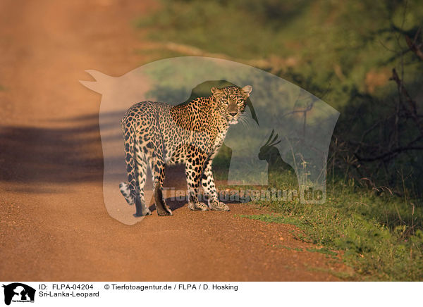 Sri-Lanka-Leopard / FLPA-04204