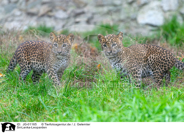Sri-Lanka-Leoparden / Sri Lankan leopards / JG-01165