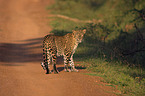 Sri-Lanka-Leopard