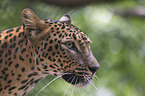Sri Lanka Leopard Portrait
