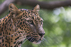 Sri Lanka Leopard Portrait