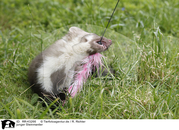 junger Steinmarder / RR-43266