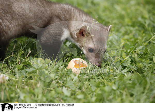 junger Steinmarder / young stone marten / RR-43295