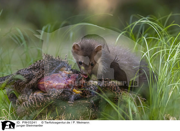 junger Steinmarder / young stone marten / PW-03241