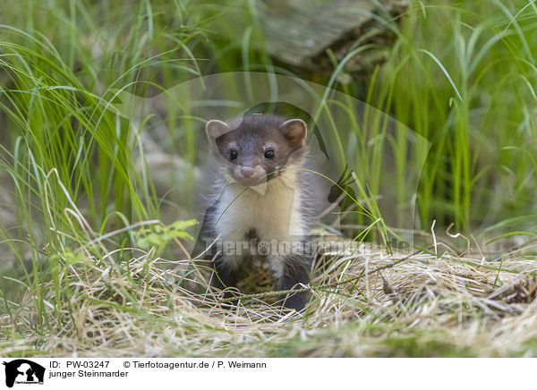 junger Steinmarder / young stone marten / PW-03247