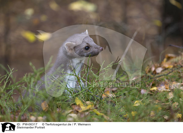 Steinmarder Portrait / Stone marten portrait / PW-06317