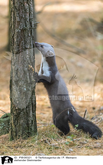stehender Steinmarder / standing Stone marten / PW-06321