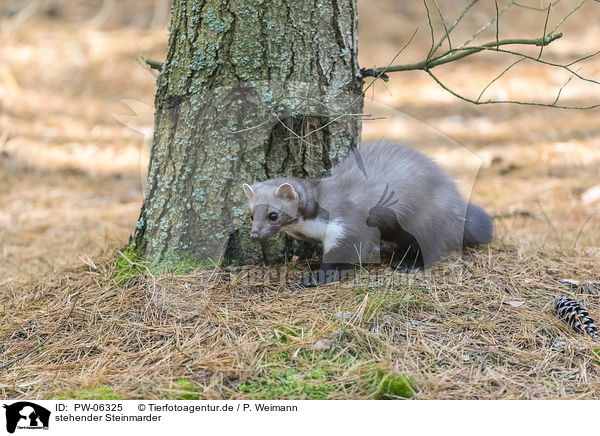 stehender Steinmarder / standing Stone marten / PW-06325