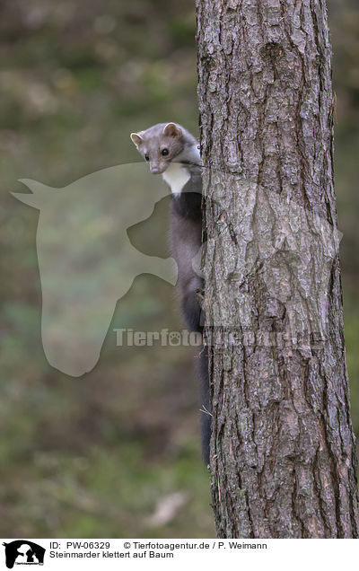 Steinmarder klettert auf Baum / PW-06329