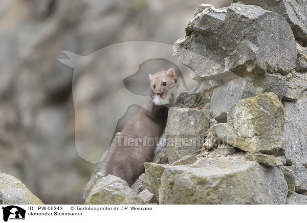 stehender Steinmarder / PW-06343