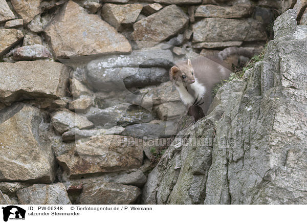 sitzender Steinmarder / sitting Stone marten / PW-06348