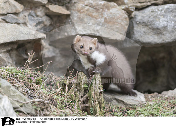 sitzender Steinmarder / sitting Stone marten / PW-06368