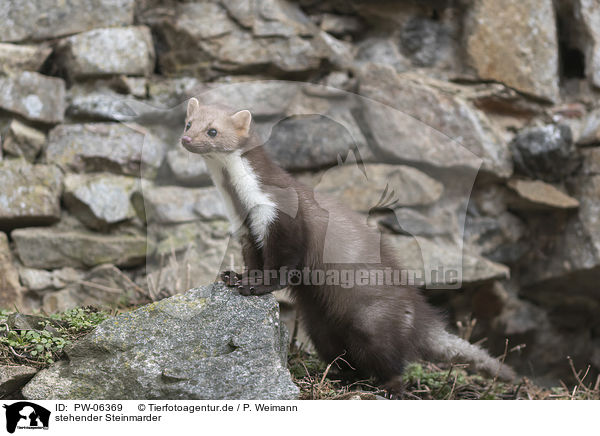 stehender Steinmarder / standing Stone marten / PW-06369