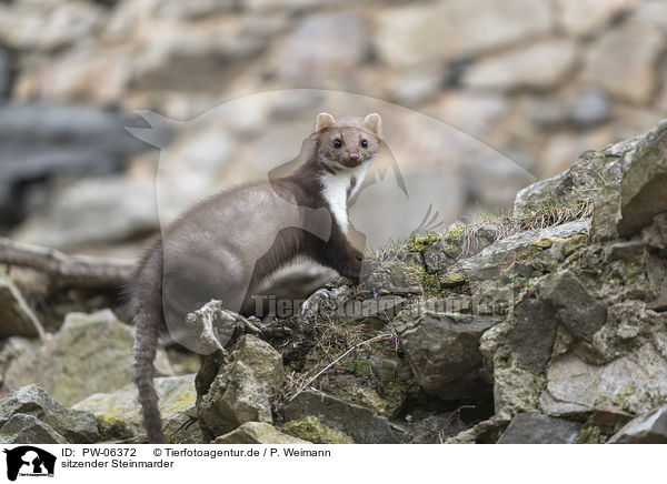 sitzender Steinmarder / sitting Stone marten / PW-06372