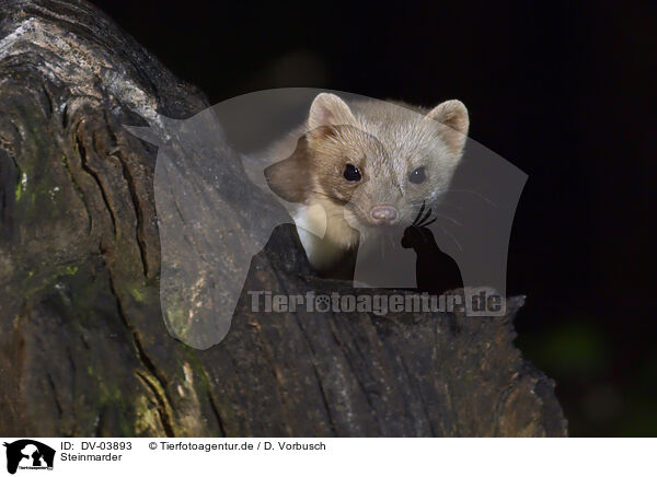 Steinmarder / stone marten / DV-03893