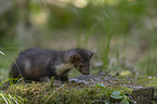 junger Steinmarder