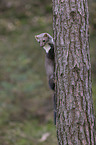 Steinmarder klettert auf Baum