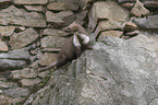 sitzender Steinmarder
