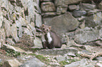 sitzender Steinmarder