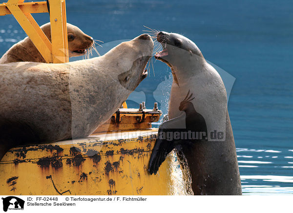 Stellersche Seelwen / Stellers sea lions / FF-02448
