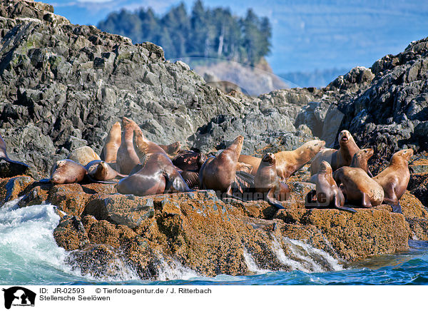 Stellersche Seelwen / Steller sea lions / JR-02593