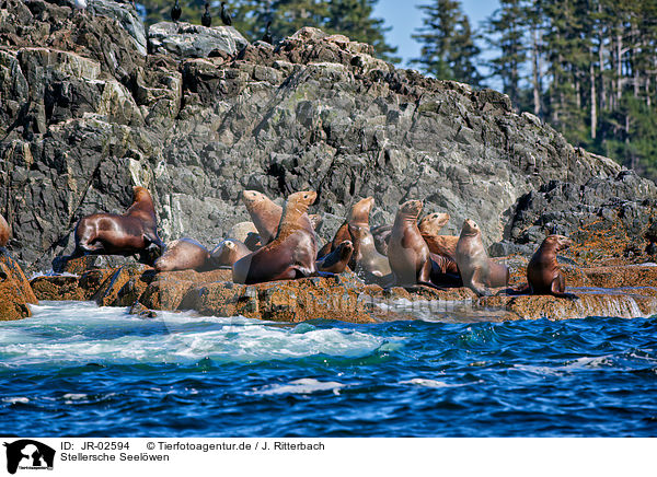 Stellersche Seelwen / Steller sea lions / JR-02594