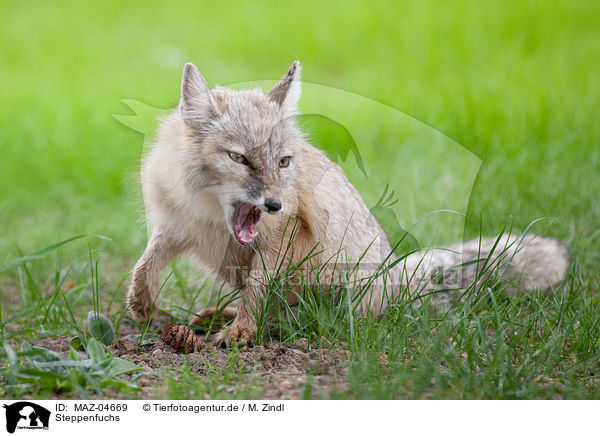 Steppenfuchs / corsac fox / MAZ-04669