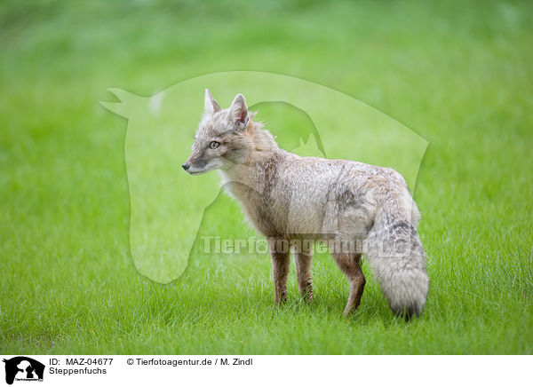 Steppenfuchs / corsac fox / MAZ-04677