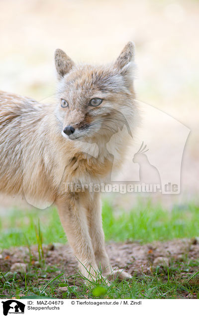 Steppenfuchs / corsac fox / MAZ-04679