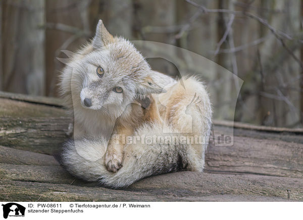 sitzender Steppenfuchs / sitting Corsac Fox / PW-08611