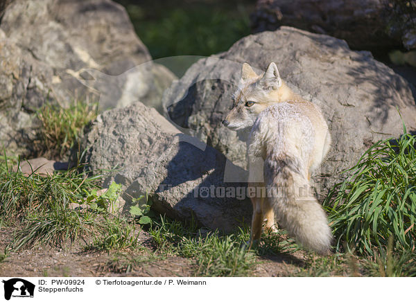 Steppenfuchs / corsac fox / PW-09924