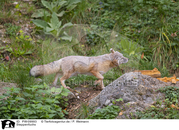 Steppenfuchs / corsac fox / PW-09993
