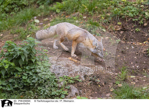 Steppenfuchs / corsac fox / PW-09994