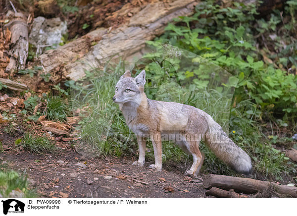 Steppenfuchs / corsac fox / PW-09998