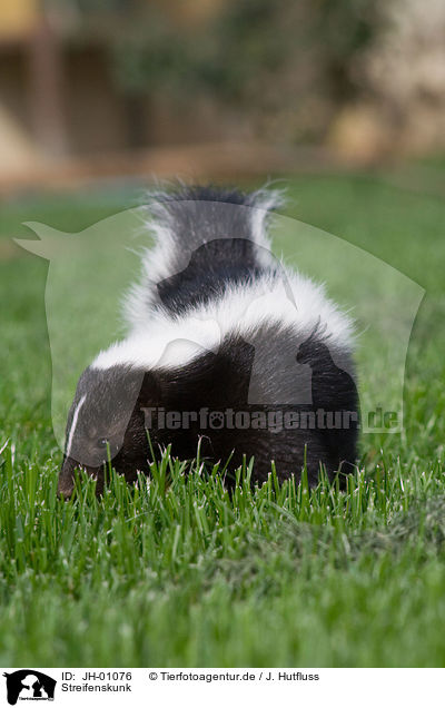 Streifenskunk / striped skunk / JH-01076