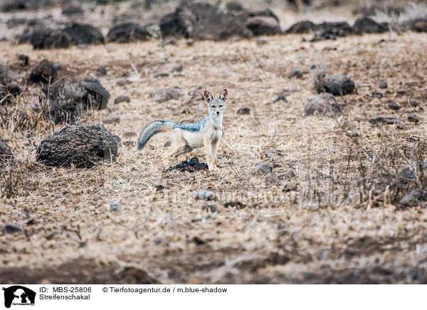 Streifenschakal / MBS-25806