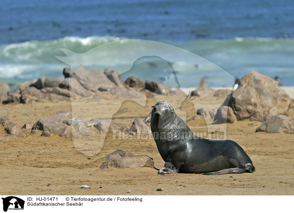 Südafrikanischer Seebär / HJ-01471