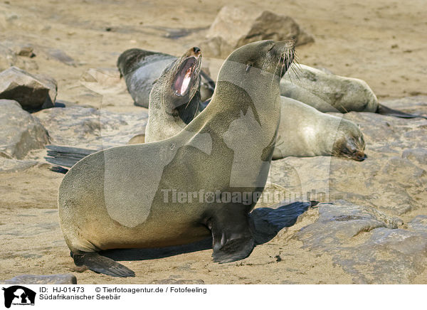 Sdafrikanischer Seebr / brown fur seal / HJ-01473