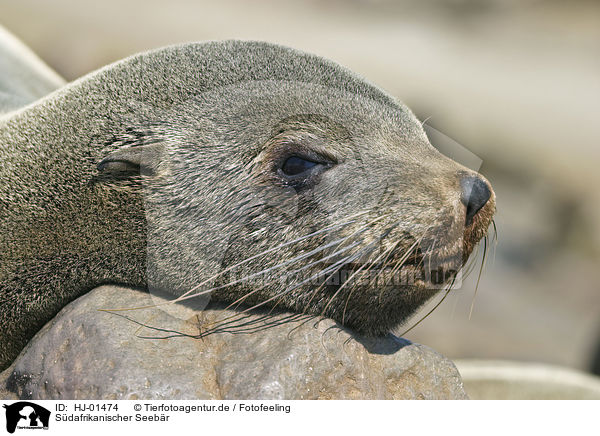 Sdafrikanischer Seebr / brown fur seal / HJ-01474