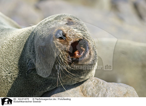Sdafrikanischer Seebr / brown fur seal / HJ-01475