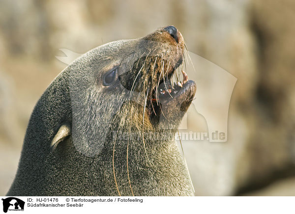 Sdafrikanischer Seebr / brown fur seal / HJ-01476