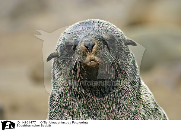 Sdafrikanischer Seebr / brown fur seal / HJ-01477