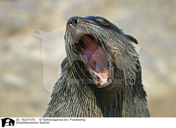 Sdafrikanischer Seebr / brown fur seal / HJ-01478