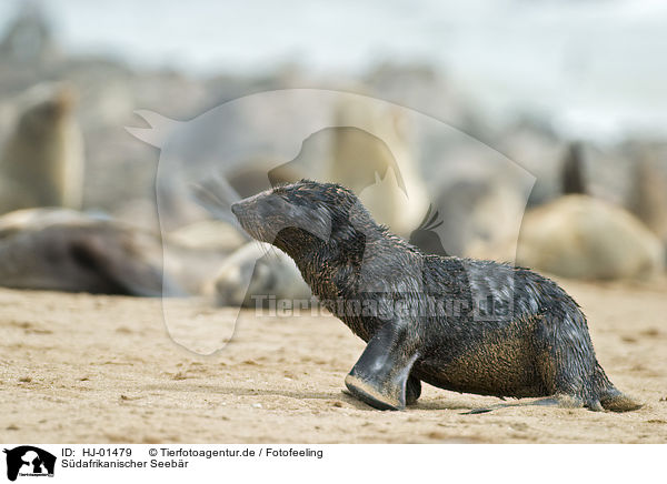Sdafrikanischer Seebr / brown fur seal / HJ-01479