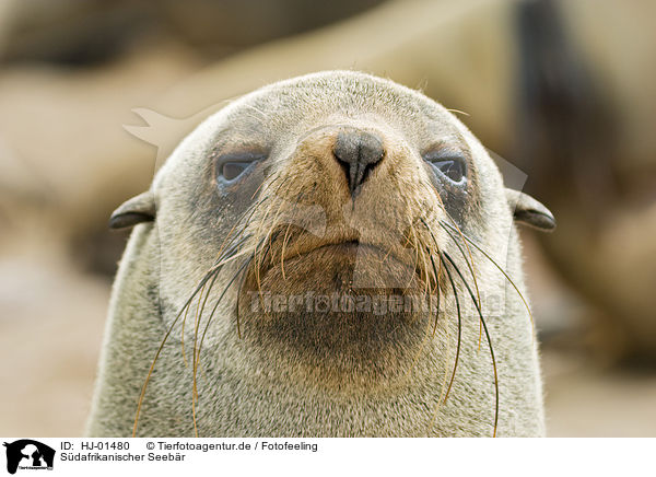 Sdafrikanischer Seebr / brown fur seal / HJ-01480