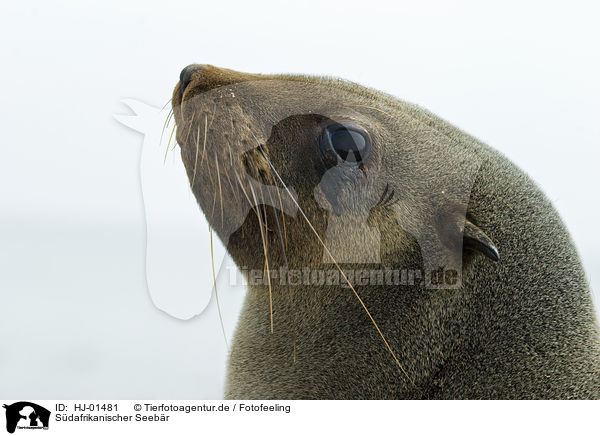 Sdafrikanischer Seebr / brown fur seal / HJ-01481