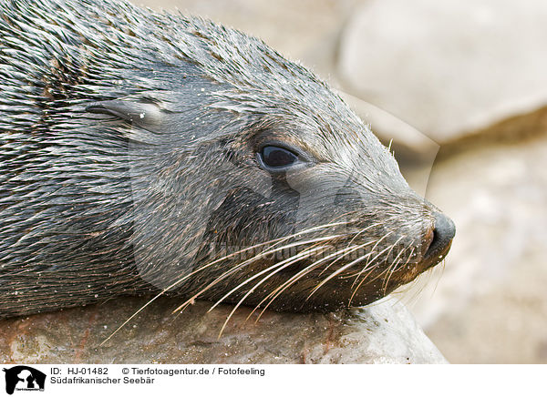 Sdafrikanischer Seebr / brown fur seal / HJ-01482