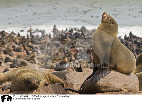 Sdafrikanischer Seebr / brown fur seal / HJ-01484